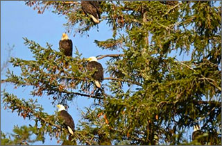 Eagles in Tree